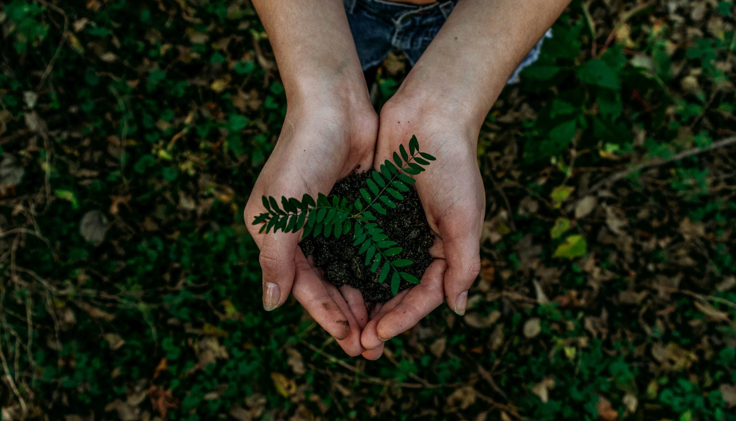 How Urban Forests Are Quietly Saving Our Cities